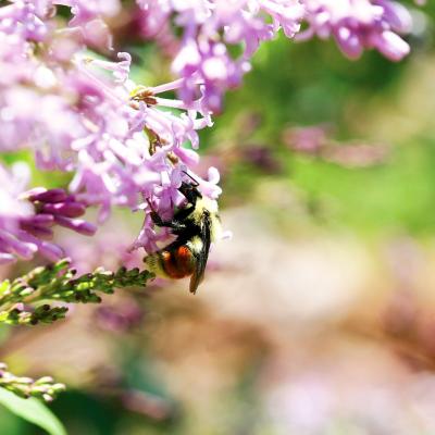 Bee