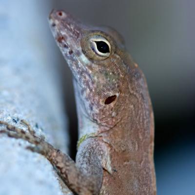 Lizard 1
